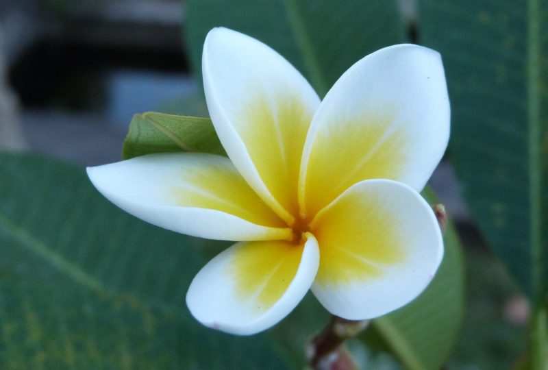 balinese flower