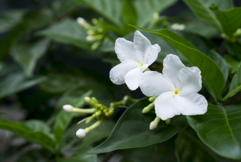 jasmine flower